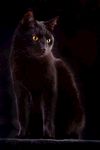宠物猫