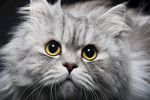 宠物猫