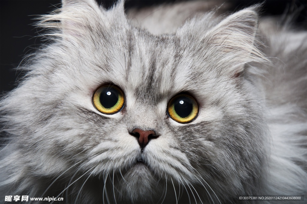 宠物猫