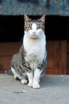 宠物猫