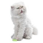宠物猫