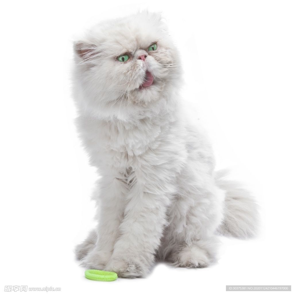 宠物猫