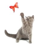宠物猫