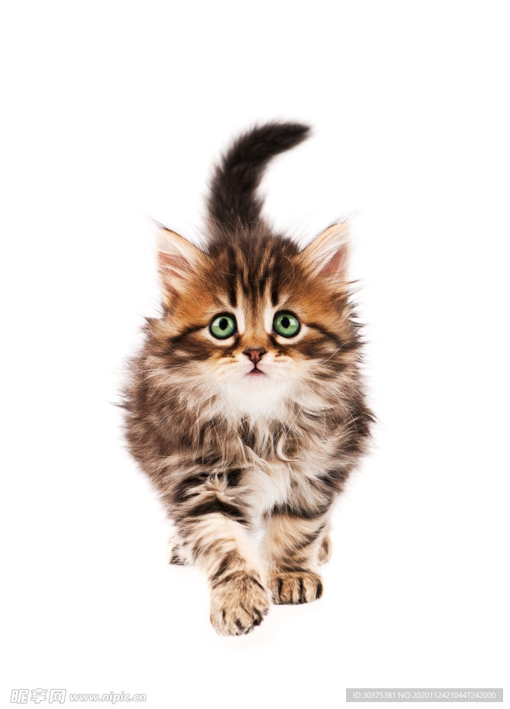 宠物猫