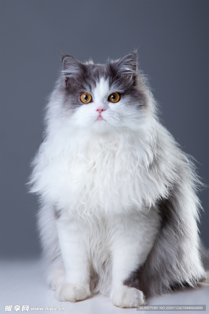 宠物猫