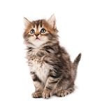 宠物猫