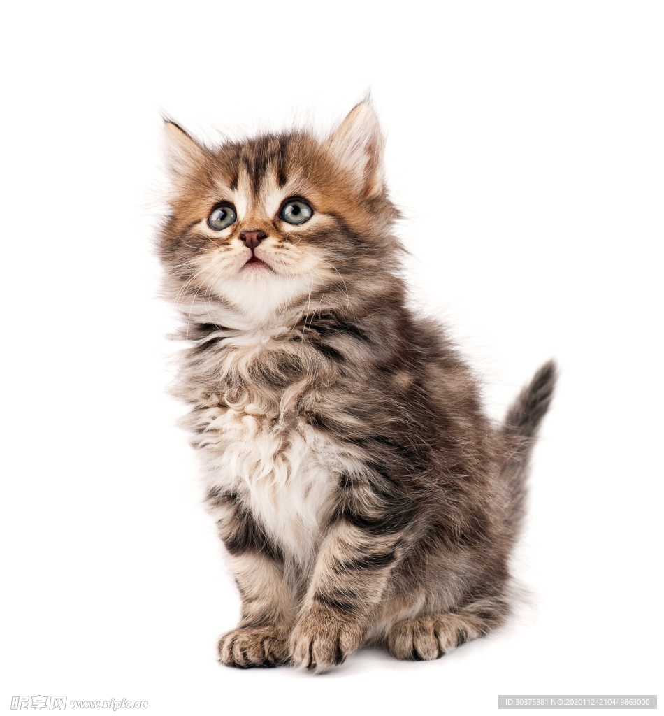 宠物猫