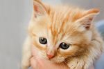 宠物猫