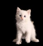 宠物猫