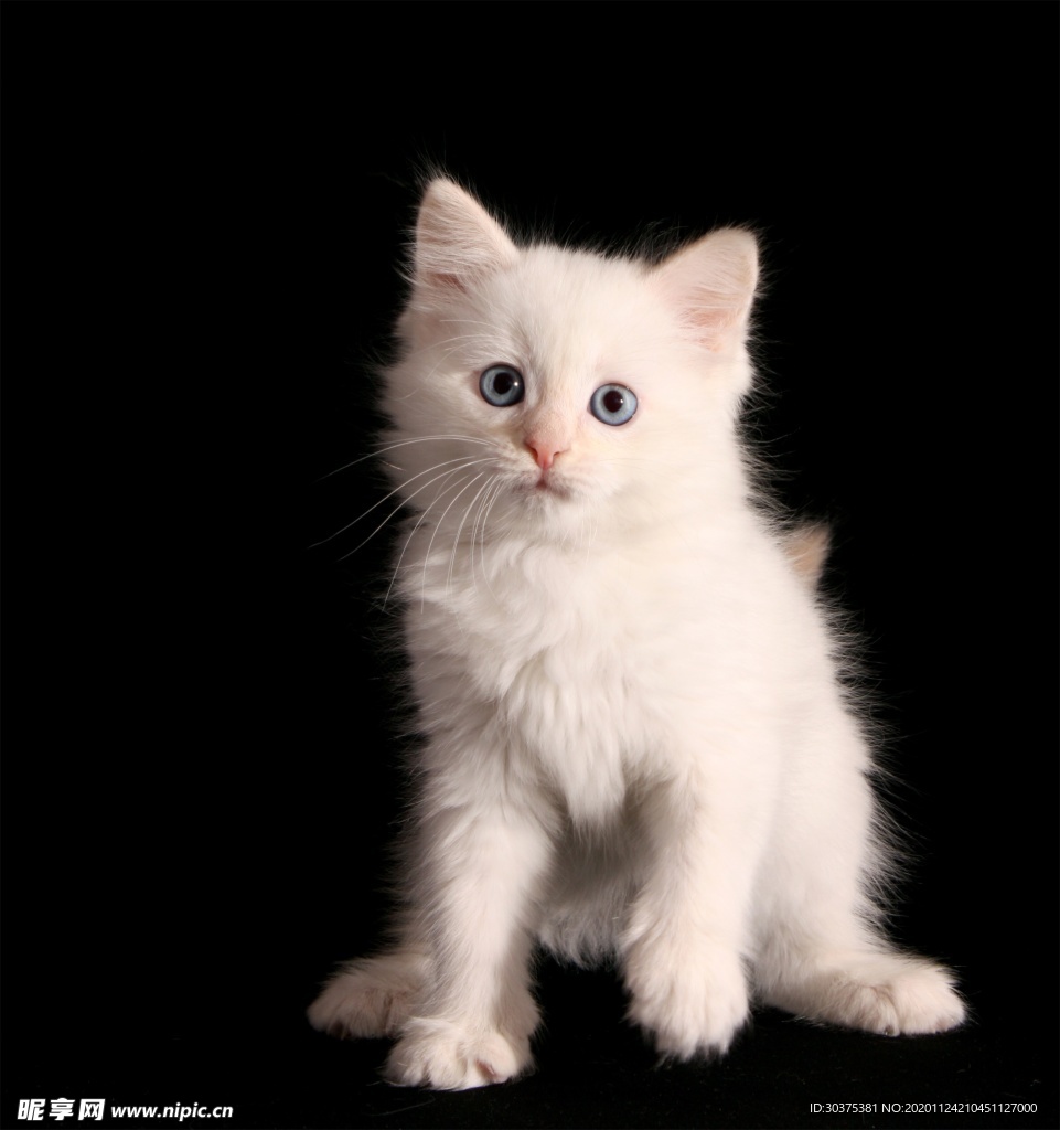 宠物猫