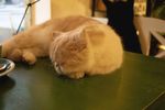 宠物猫