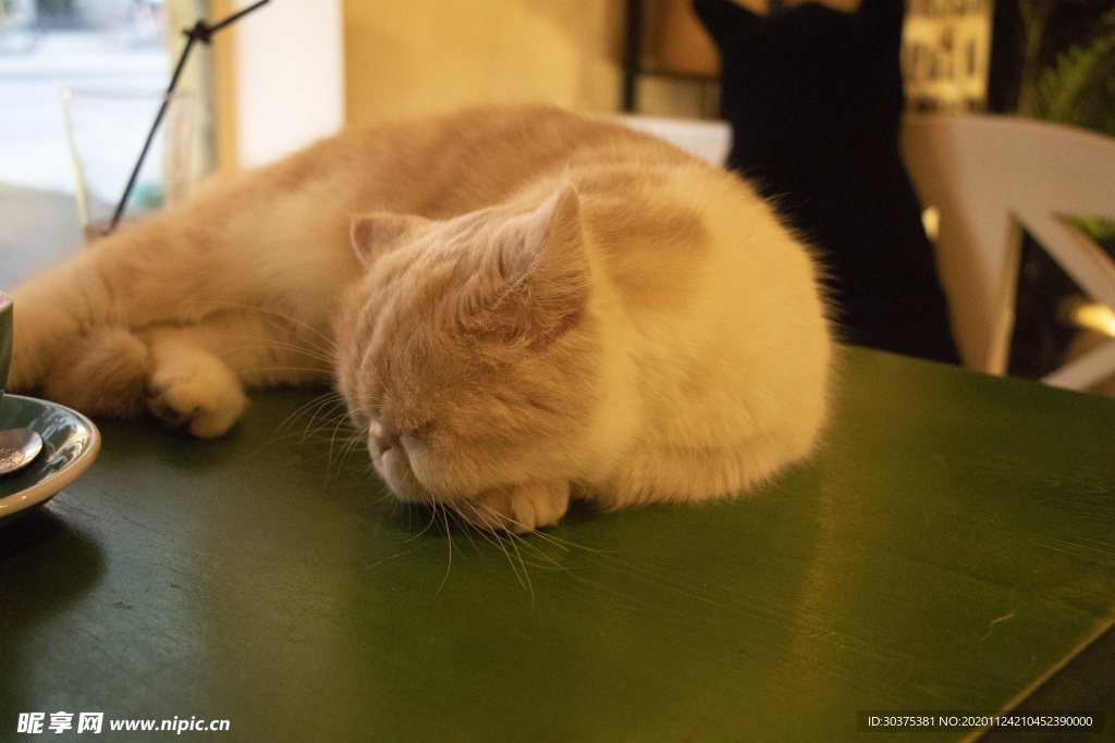 宠物猫