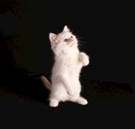 宠物猫