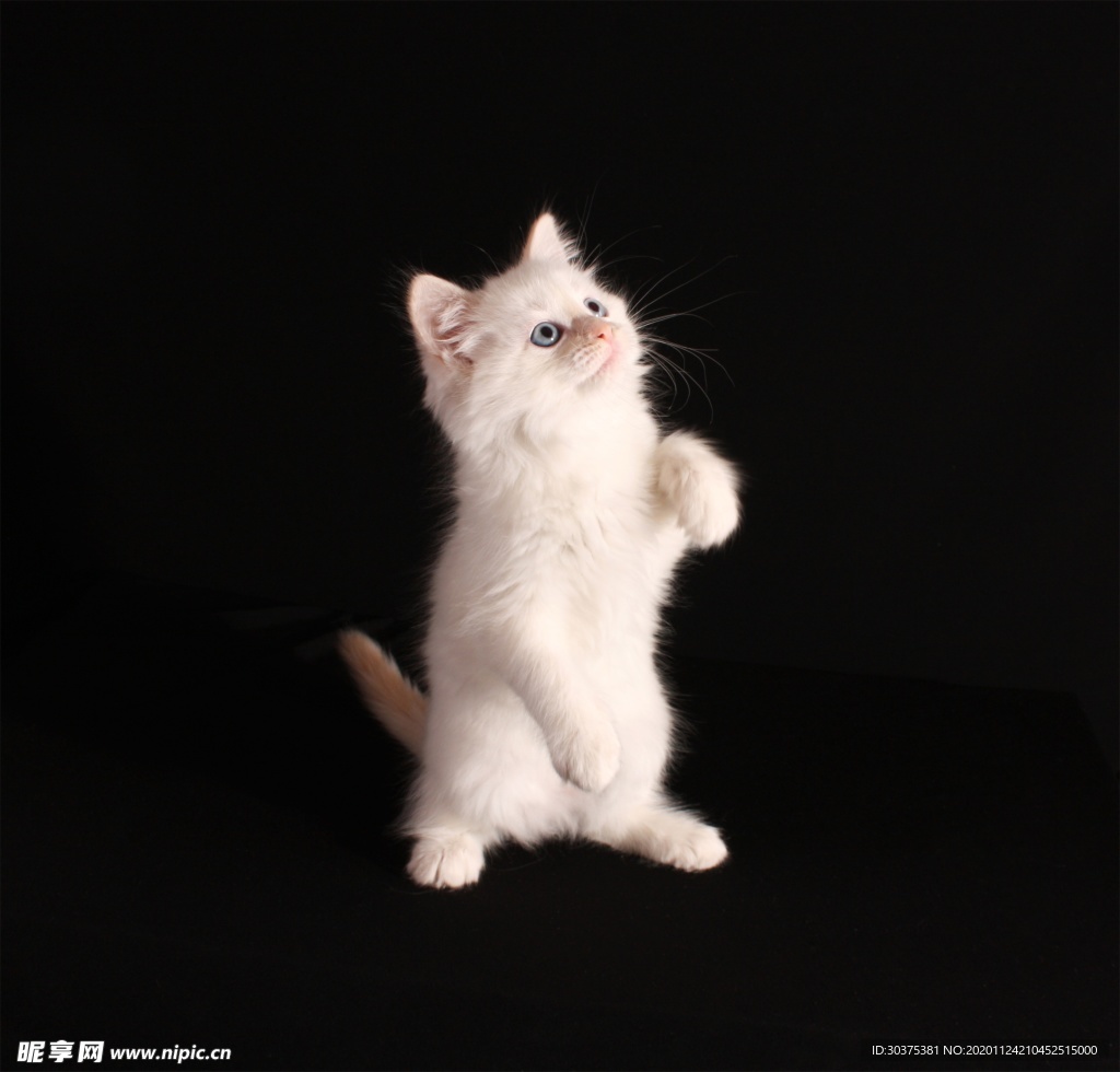 宠物猫