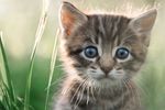 宠物猫