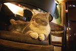 宠物猫