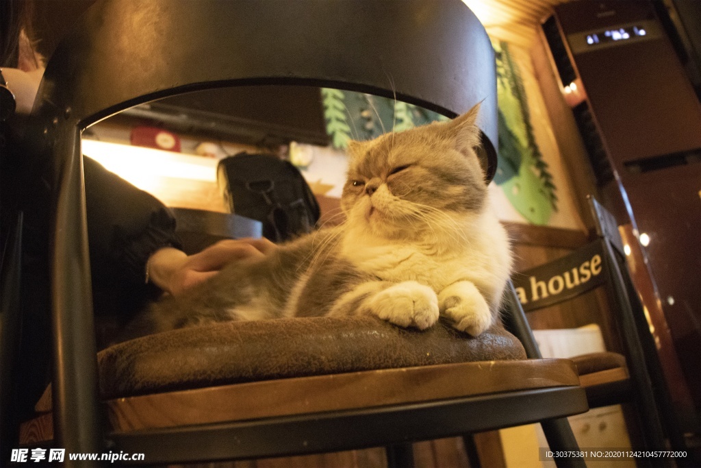 宠物猫