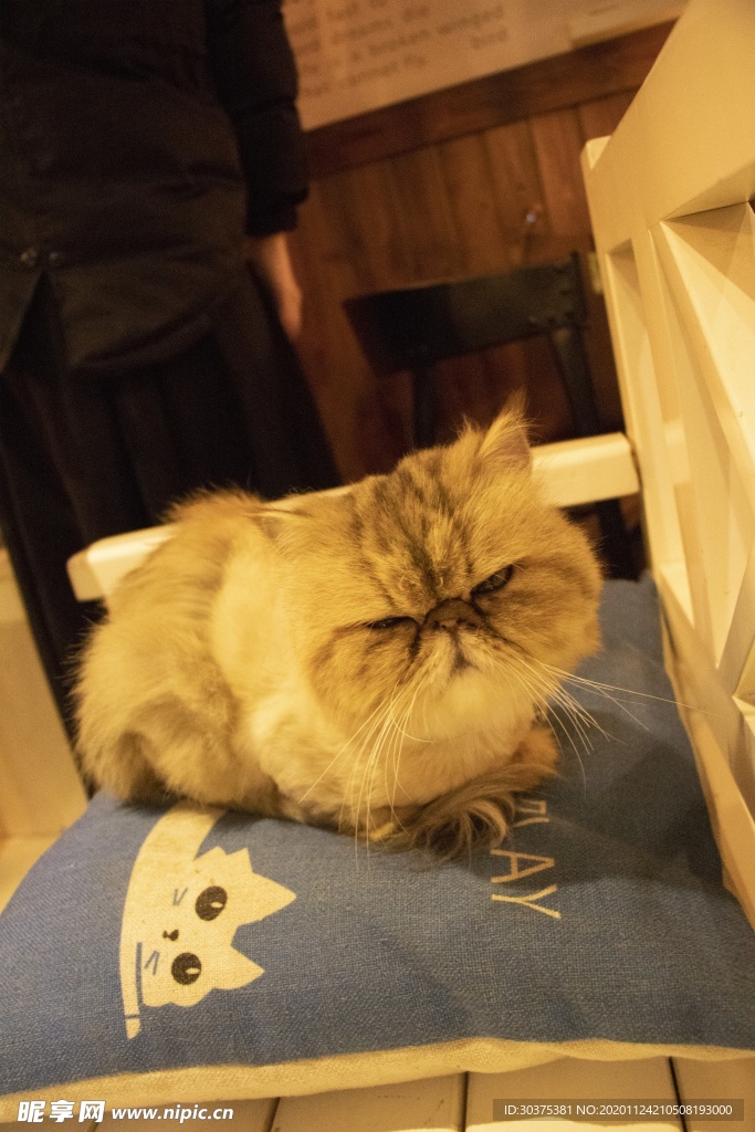 宠物猫