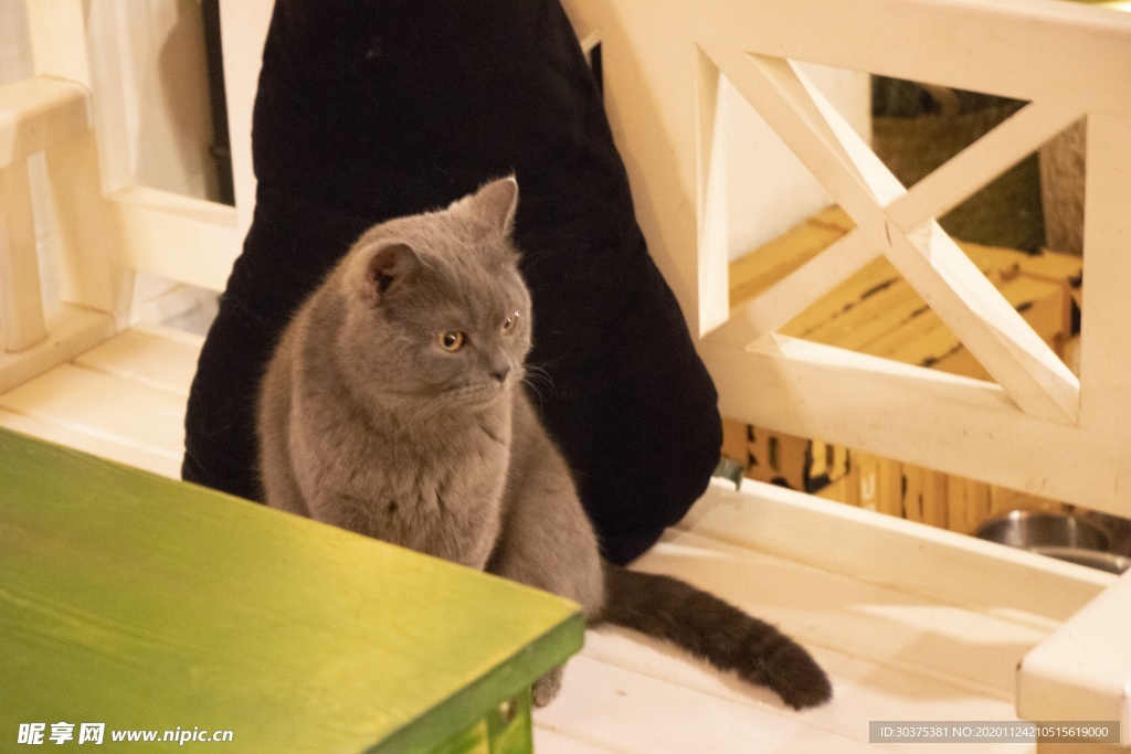 宠物猫