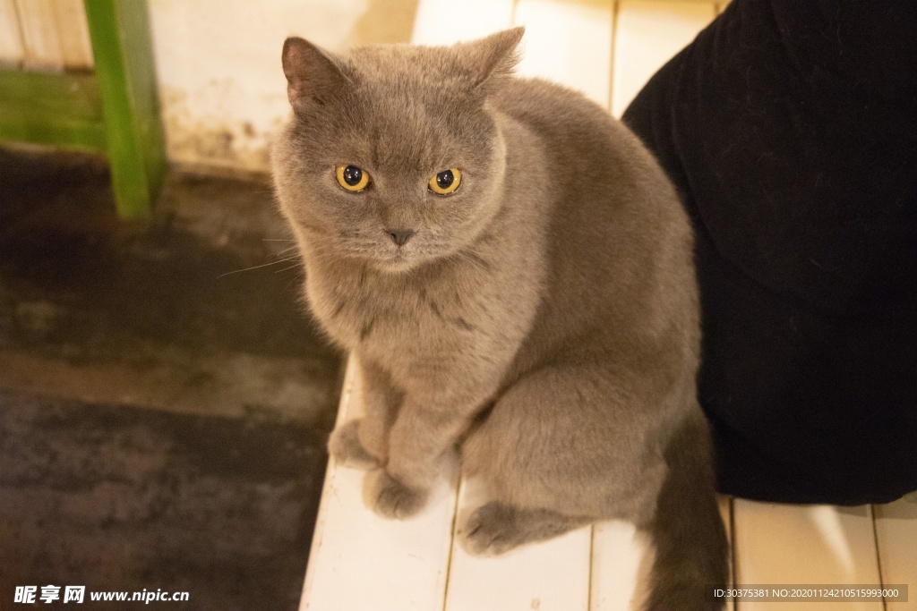 宠物猫