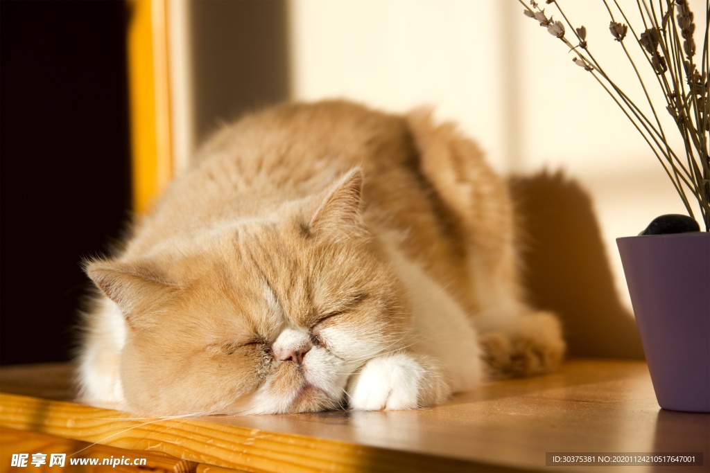 宠物猫