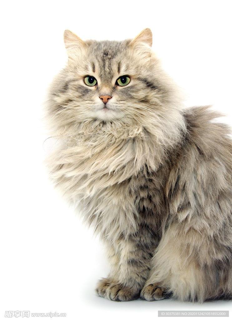 宠物猫