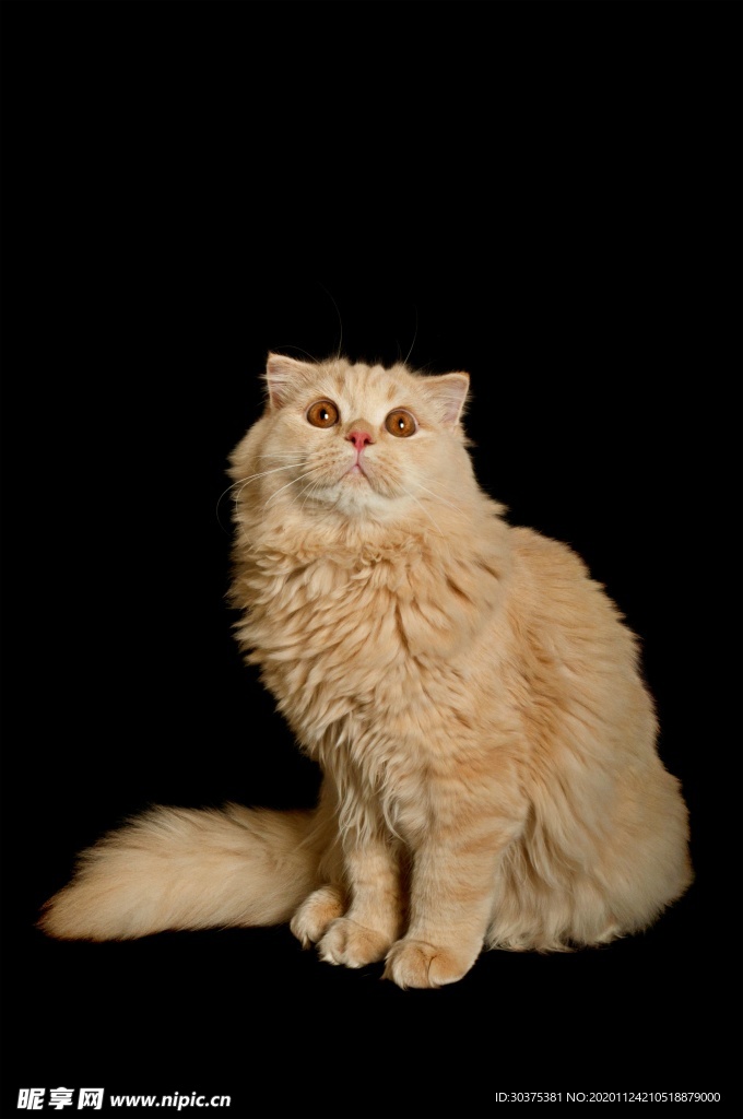 宠物猫