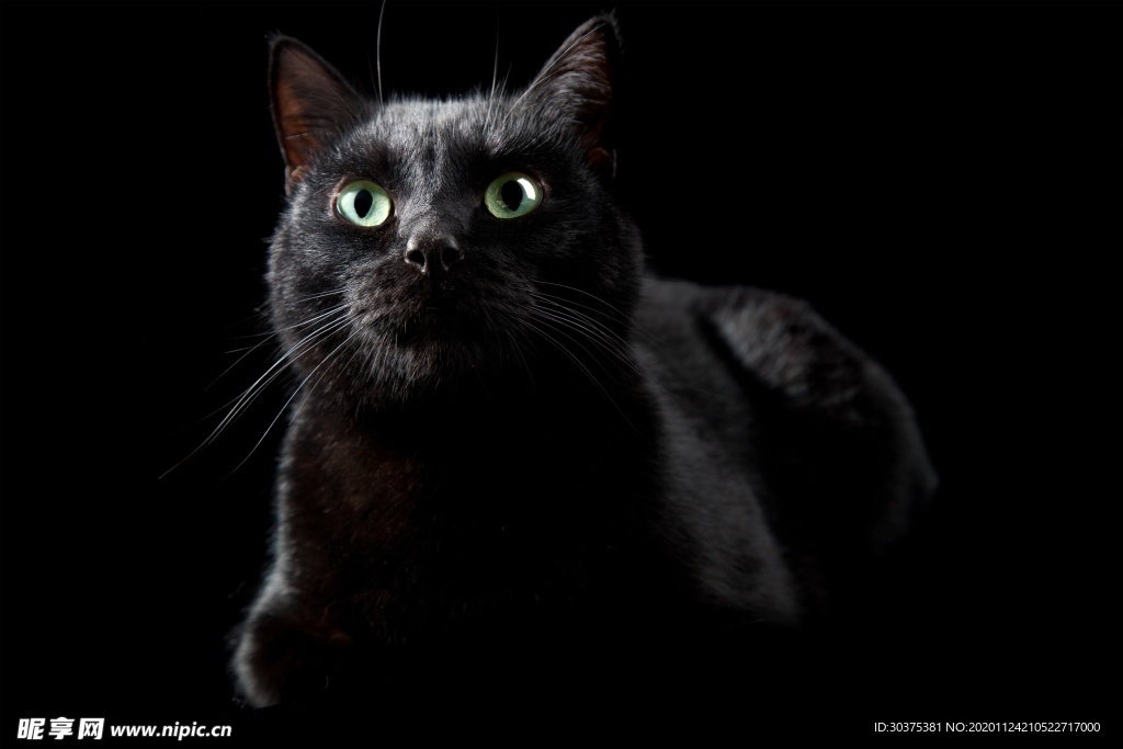 宠物猫