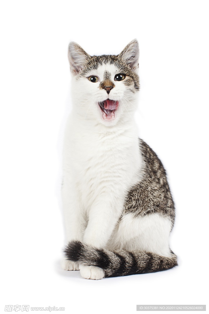 宠物猫