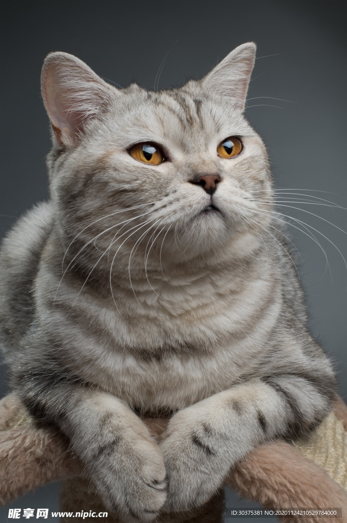 宠物猫