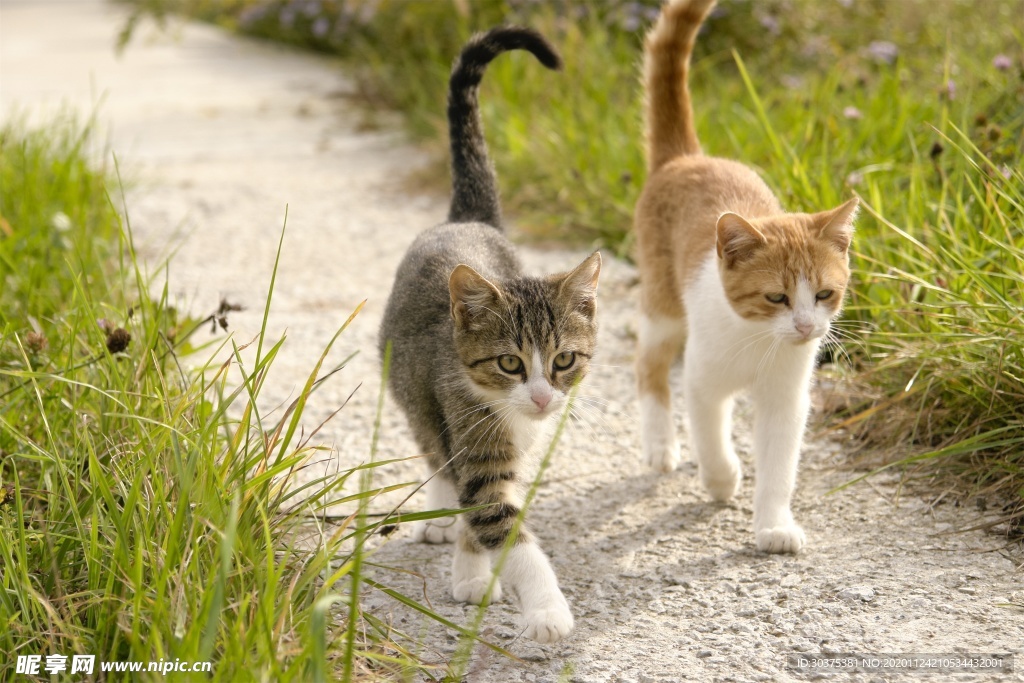 宠物猫