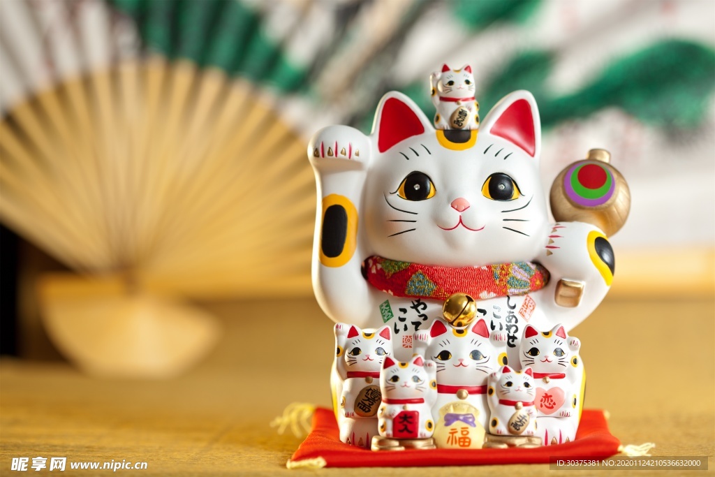 宠物猫