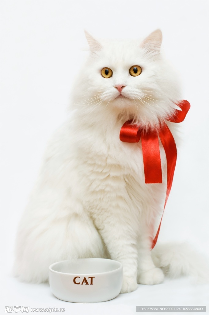 宠物猫