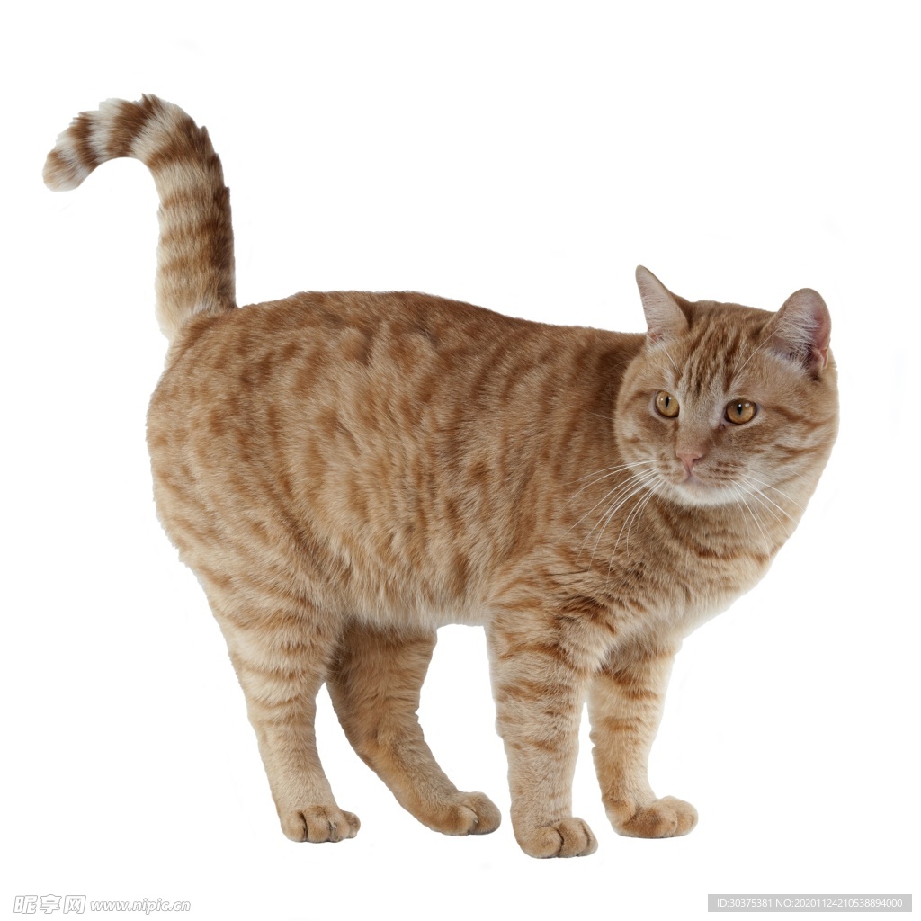宠物猫