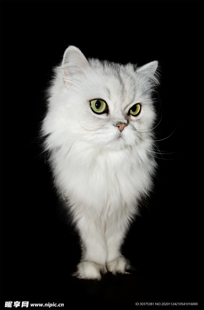 宠物猫