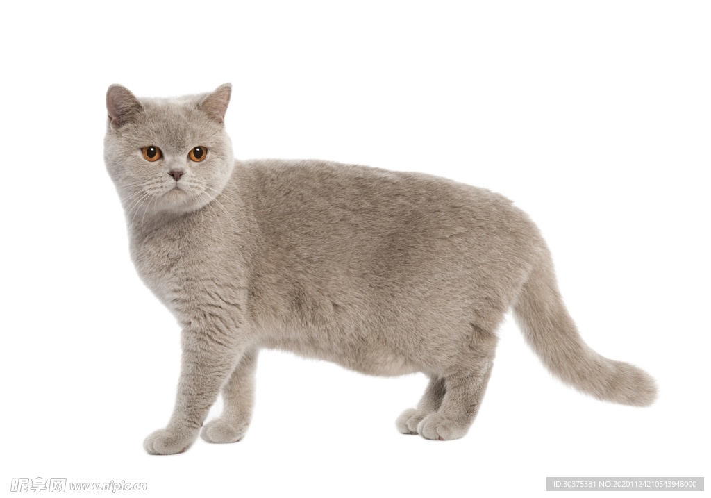 宠物猫