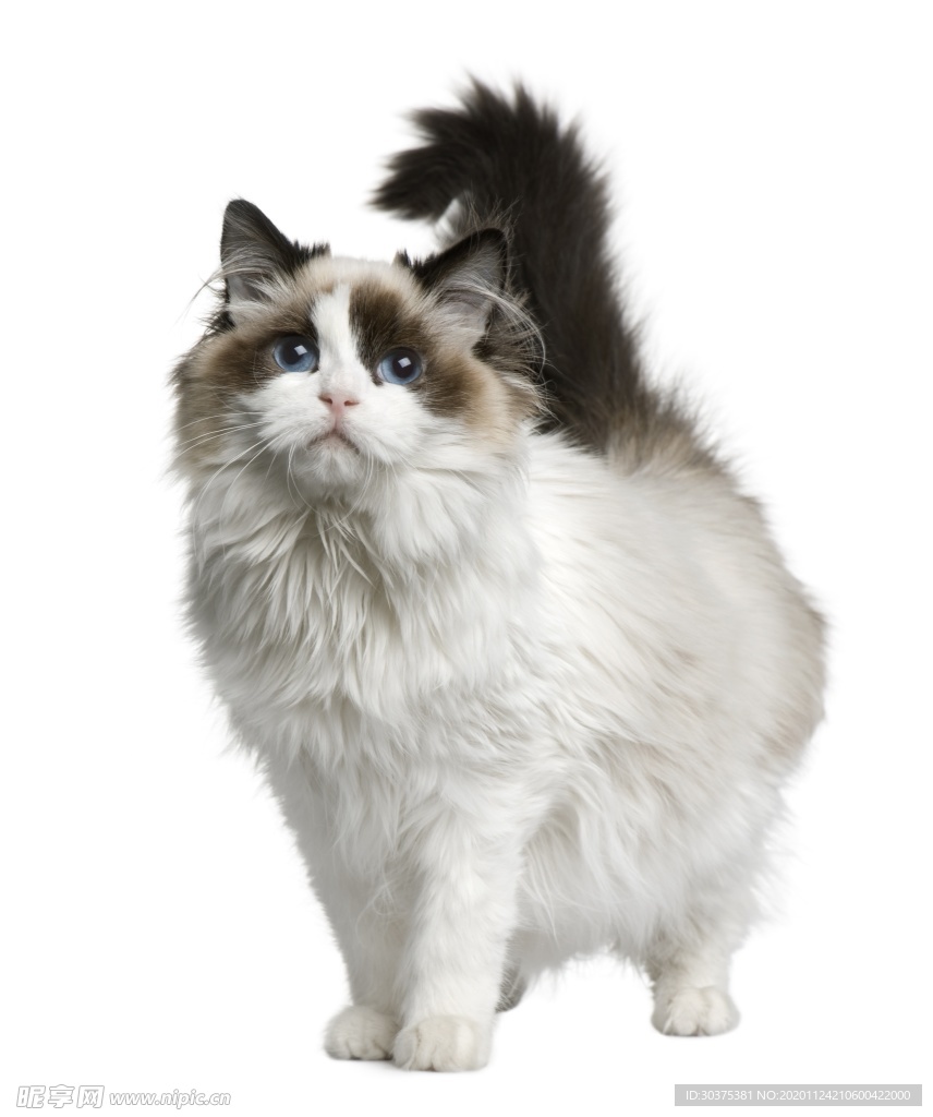宠物猫