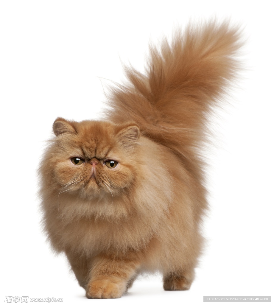 宠物猫