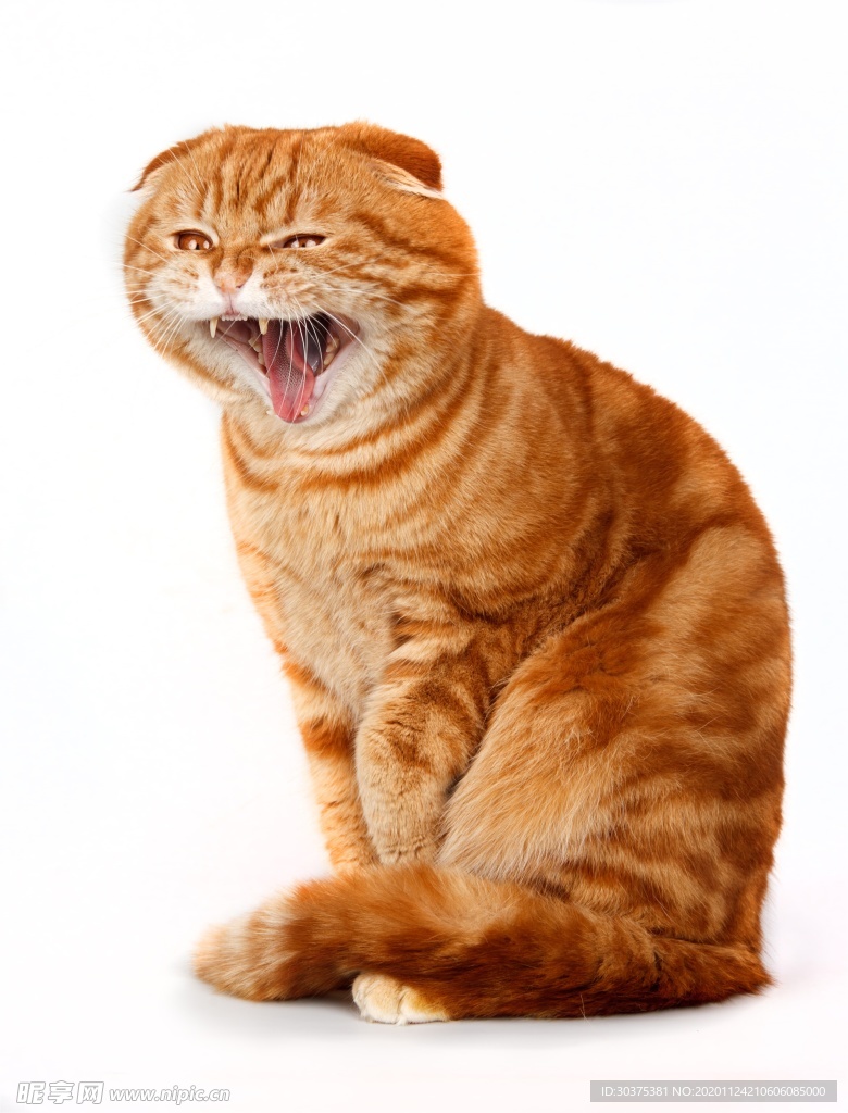 宠物猫