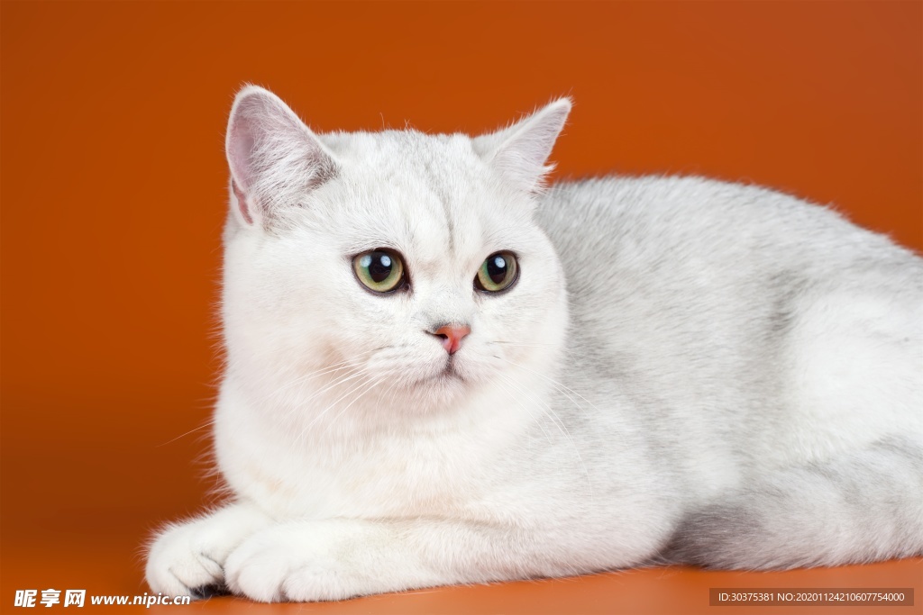 宠物猫