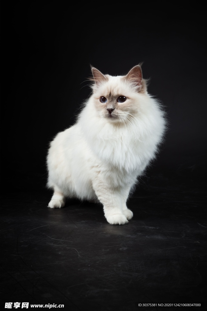 宠物猫