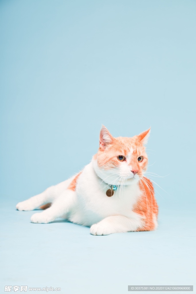宠物猫