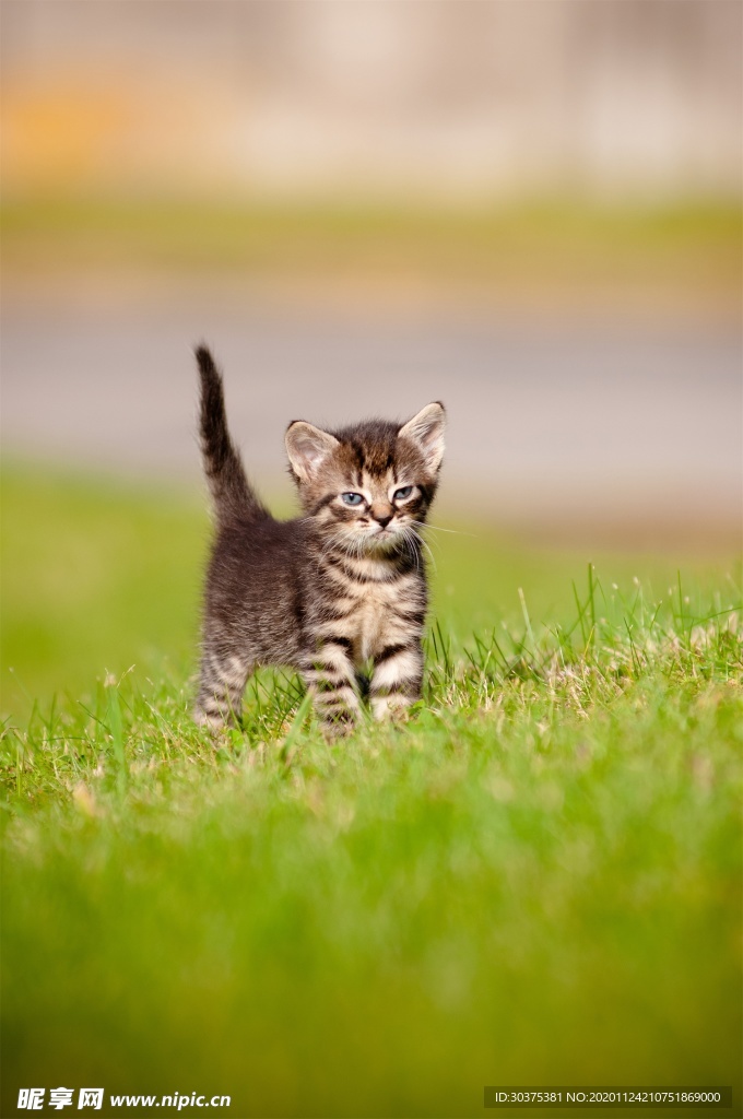 宠物猫