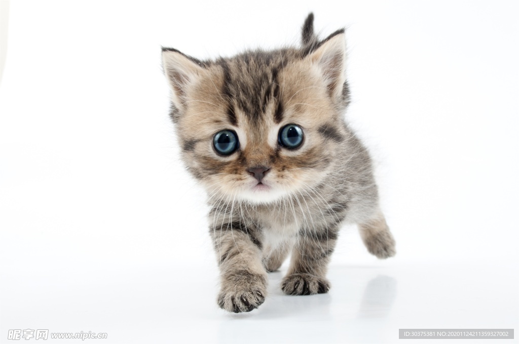 宠物猫