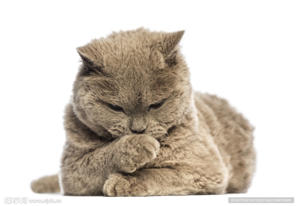 宠物猫