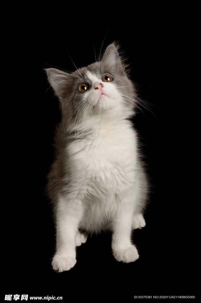宠物猫
