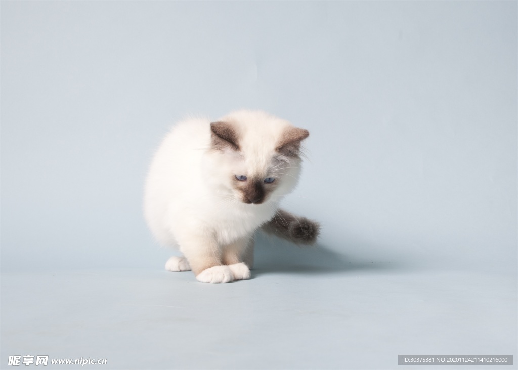 宠物猫