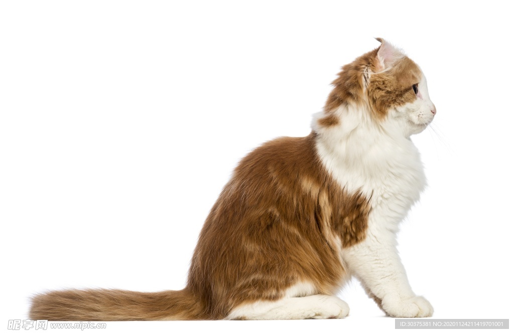宠物猫