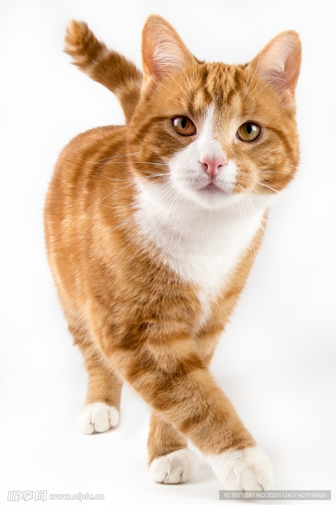 宠物猫