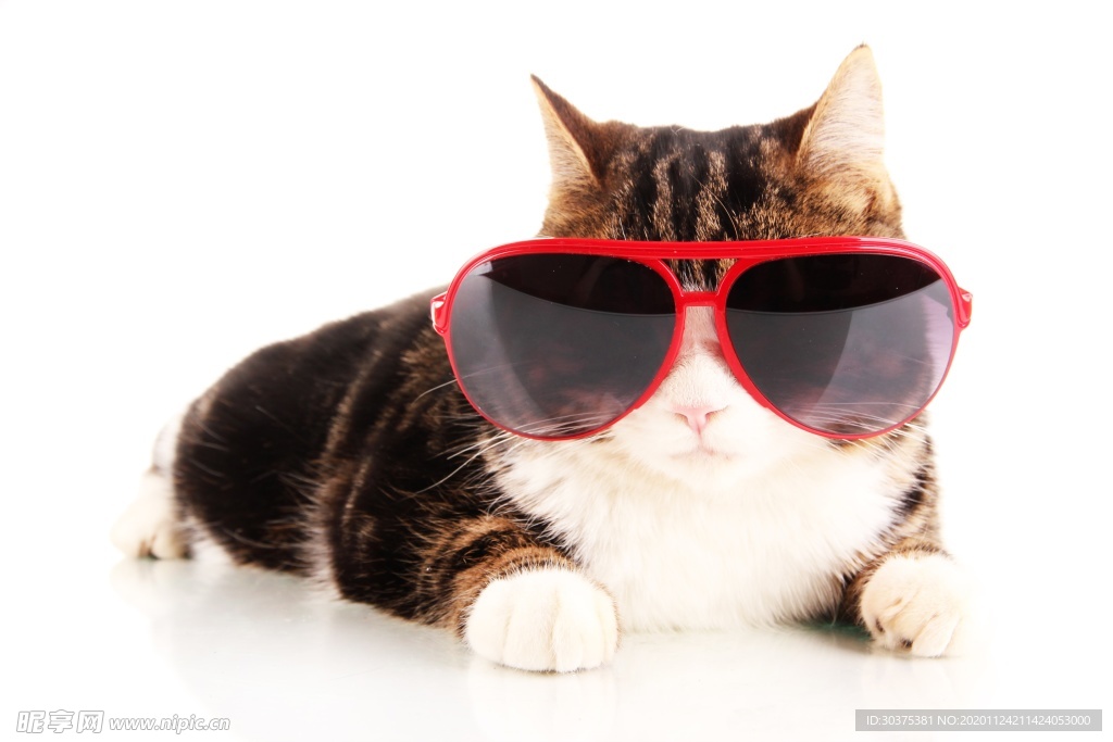 宠物猫